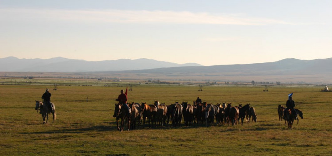Montana (6)